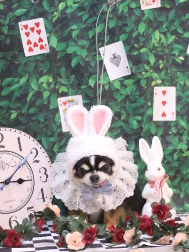 20250427ごまくん